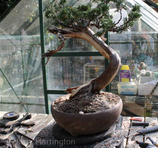 juniper bonsai